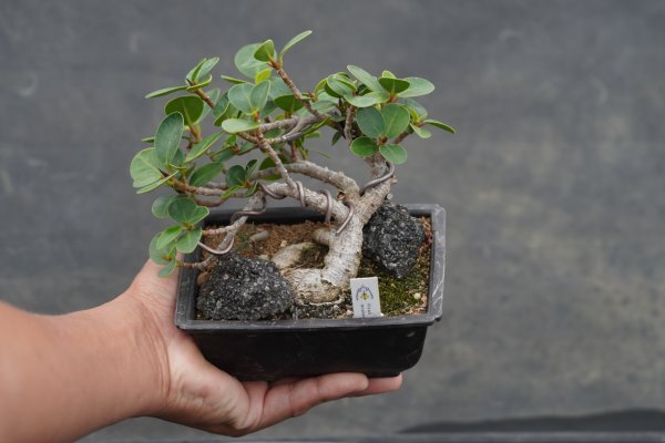 新品】ガジュマル 観葉植物 コーデックス 塊根植物 多肉植物 の落札