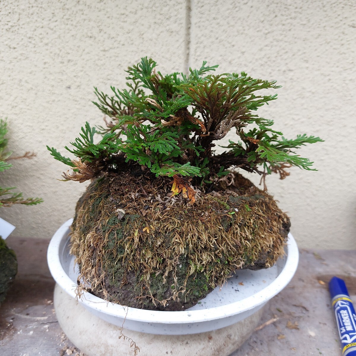 岩松、イワヒバ、寄植え、楕円鉢（400×280×300）の落札情報詳細