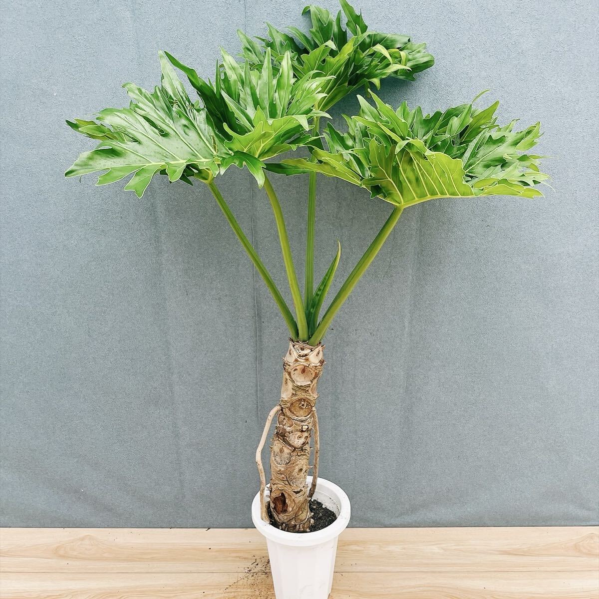 新品】《専用出品》セローム 幹上がり 曲がり仕立て 10号 大型観葉植物