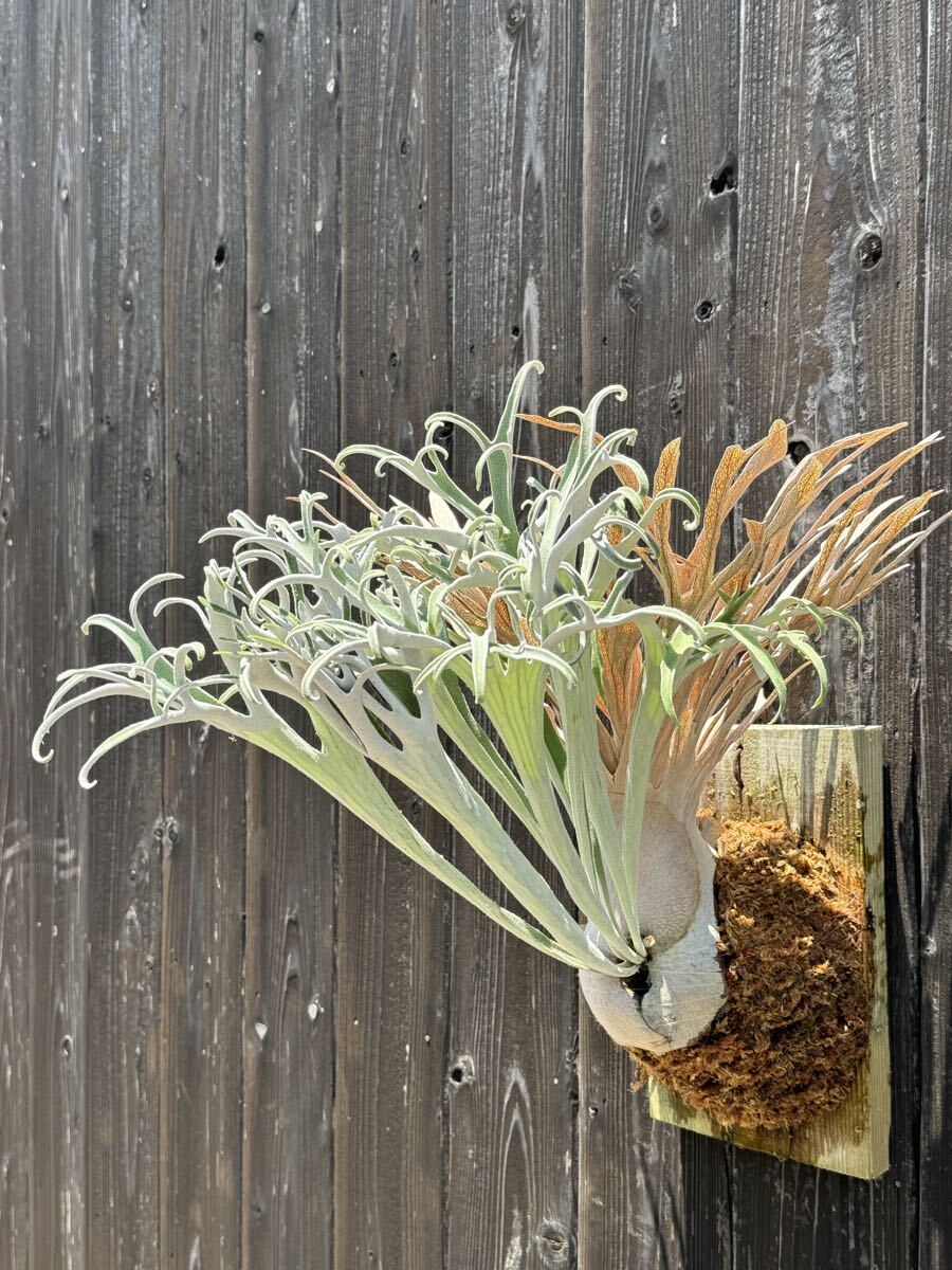 P. Callard oc ビカクシダ ビカクシダ カラード P.Callard 子株 板付け Platycerium コウモリラン