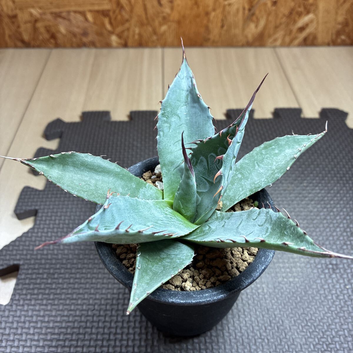 栽培株です】◇多肉植物◇アガベ パラサナ錦（頼光錦） 10号鉢特大株の