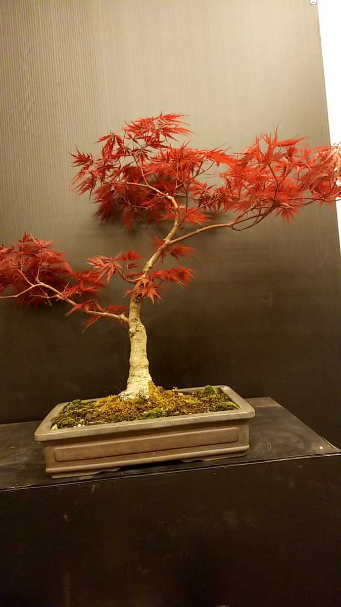 紅 しだれ もみじ しだれ もみじ 盆栽 植木 の人気商品一覧 安い商品を