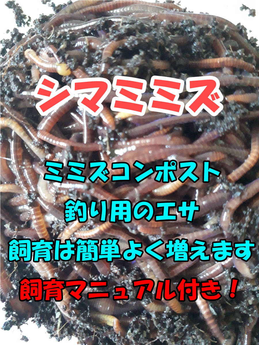 新品 シマミミズ 送料198円 50匹 釣り餌 活餌 ミミズコンポスト 生ゴミを処理して有機肥料に 飼育は簡単でよく増えます の落札情報詳細 ヤフオク落札価格情報 オークフリー スマートフォン版