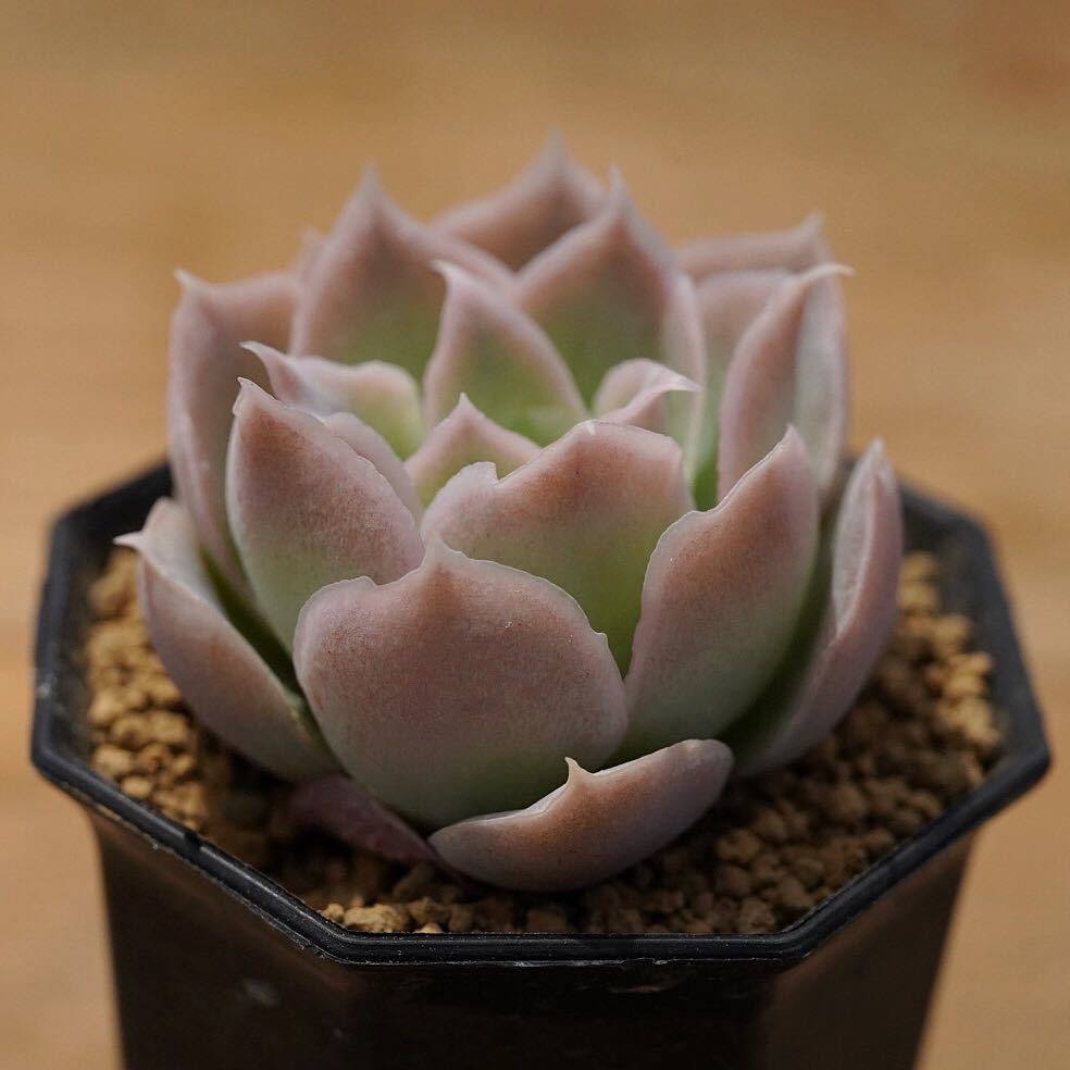 91 Echeveria Simulans Bustamante 輸入種子育成苗 エケベリア 多肉植物 多肉 抜き苗 の落札情報詳細 ヤフオク落札価格情報 オークフリー スマートフォン版 91 Echeveria Simulans Bustamante 輸入種子育成苗 エケベリア 多肉植物 多肉 抜き苗 の落札情報詳細 ヤフオク落札価格情報 オークフリー スマートフォン版