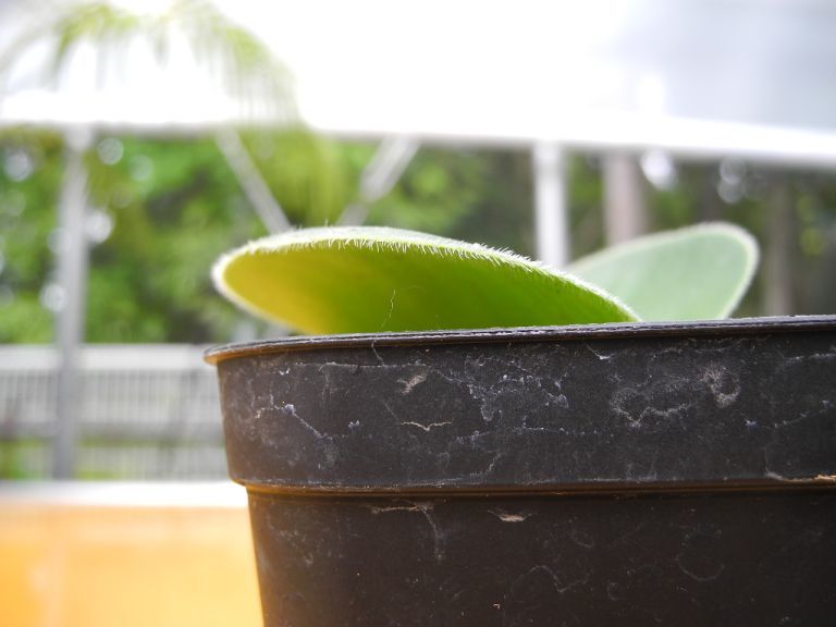 新品 Gg珍奇植物特集 Haemanthus Deformis 1株 南アフリカ直輸入球根 ケープバルブ ハエマンサス デフォルミス 検 ブーファン マユハケオモト の落札情報詳細 ヤフオク落札価格情報 オークフリー スマートフォン版