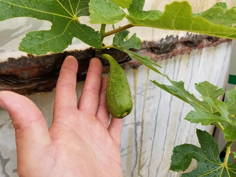 新品 糖度23度 激甘フランスイチジク バナーネ 夏果は280ｇの大実種 ロングドゥート 1本で夏と秋の２回収穫 の落札情報詳細 ヤフオク落札価格情報 オークフリー スマートフォン版