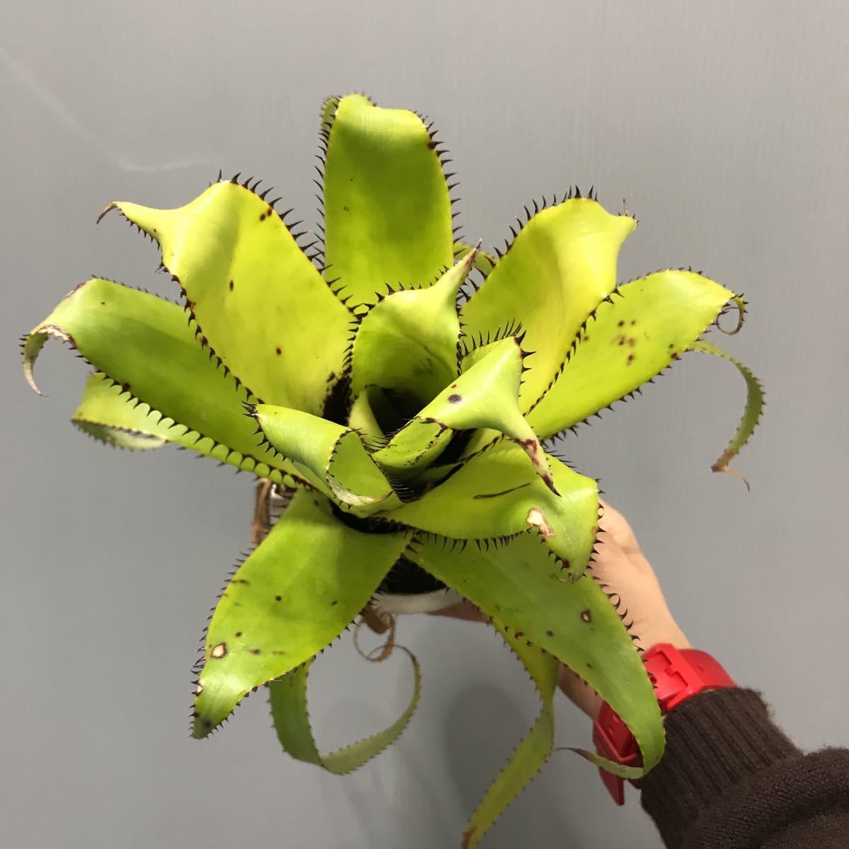 エクメア トリアングラリス 子株付き Marketingagricola Pt