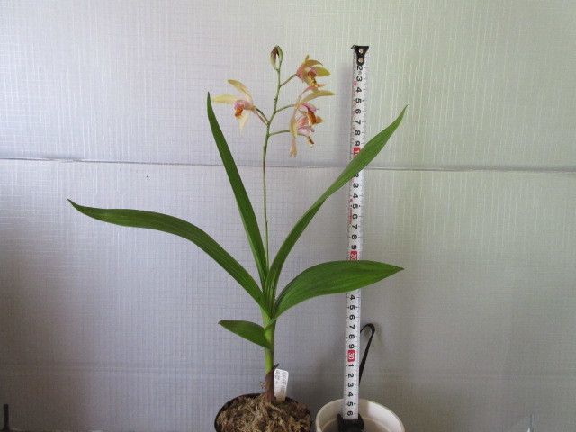 雲南産原種オレンジ小白笈 開花中 蘭 エビネ シラン 山野草 野生ラン の落札情報詳細 ヤフオク落札価格情報 オークフリー スマートフォン版
