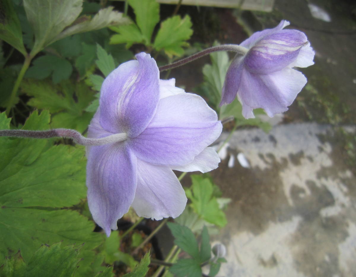 新品 最新品種 リバーシブル咲き アネモネ ドリーミングスワン 多弁咲き 秋明菊 シュウメイギク 矮性 青 白 耐寒 宿根 地植え 庭植え の落札情報詳細 ヤフオク落札価格情報 オークフリー スマートフォン版