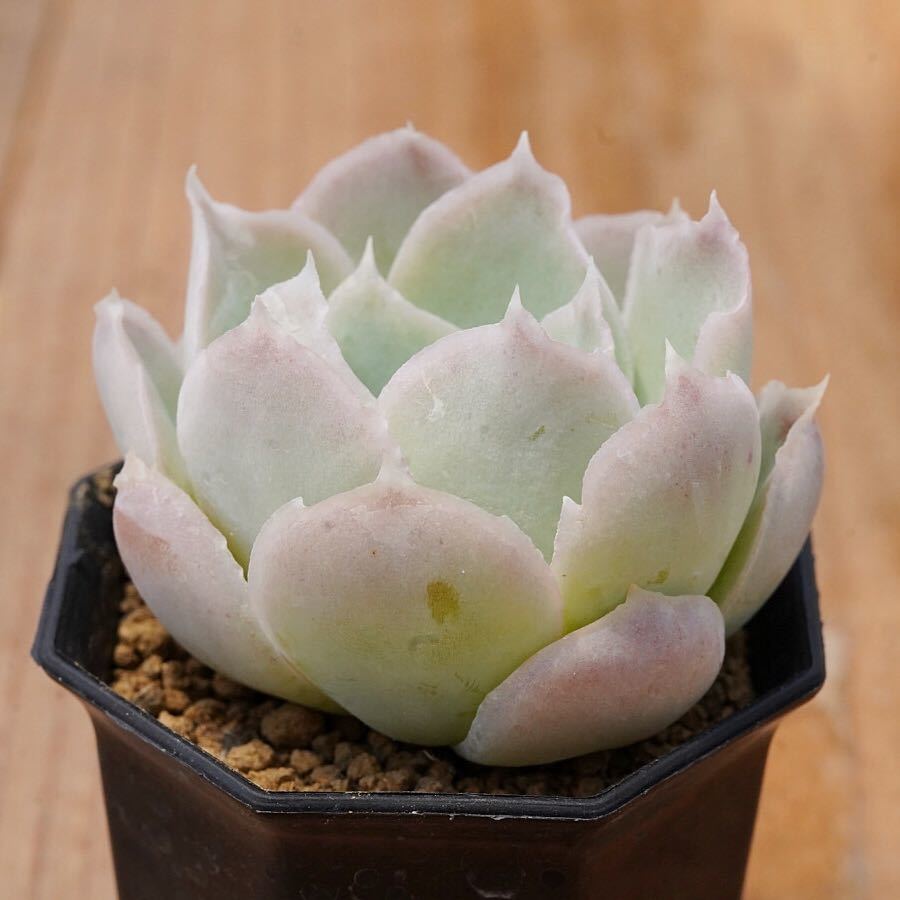 73 Echeveria Simulans Bustamante 輸入種子育成苗 エケベリア 多肉植物 多肉 抜き苗 の落札情報詳細 ヤフオク落札価格情報 オークフリー スマートフォン版 73 Echeveria Simulans Bustamante 輸入種子育成苗 エケベリア 多肉植物 多肉 抜き苗 の落札情報詳細 ヤフオク落札価格情報 オークフリー スマートフォン版