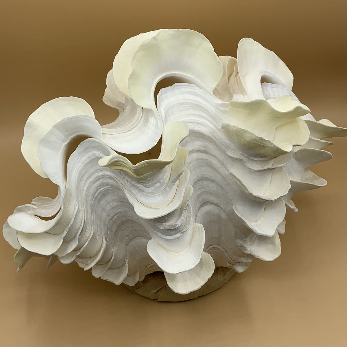 ヒレシャコガイ87cm± 80kg 【公式通販】