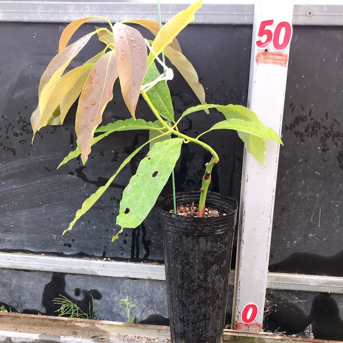 新品 送料無料 アボカド接ぎ木苗 ウインターメキシカン 約60cm 4号ロングポット 12cm アボカド アボカド接木苗 果樹 熱帯果樹 アボカド苗 の落札情報詳細 ヤフオク落札価格情報 オークフリー スマートフォン版