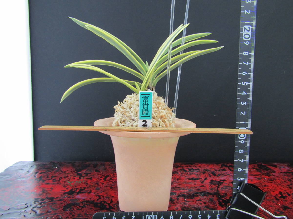 富貴蘭 富貴殿 ２本立ち 大きな木 本性品保証 の落札情報詳細 ヤフオク落札価格情報 オークフリー スマートフォン版