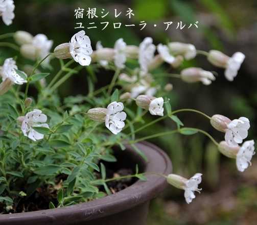 秋まき花の種 宿根シレネ ユニフローラ アルバ 50粒 の落札情報詳細 ヤフオク落札価格情報 オークフリー スマートフォン版