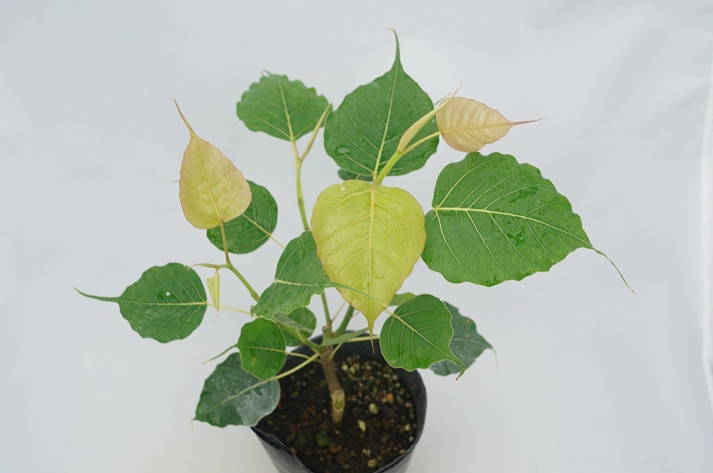 新品 To 現地の種より育てた特別なインドボダイジュ スリーマハ 菩提樹 Ficus Religiosa 観葉植物 仏教三霊樹 4号ポット植え 80サイズ の落札情報詳細 ヤフオク落札価格情報 オークフリー スマートフォン版