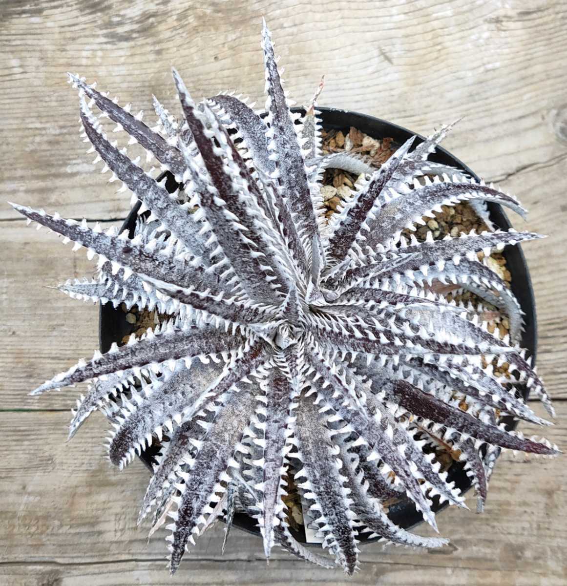 新品】ディッキア`ホワイトシャーク´ (Dyckia`White Shark´)の落札情報