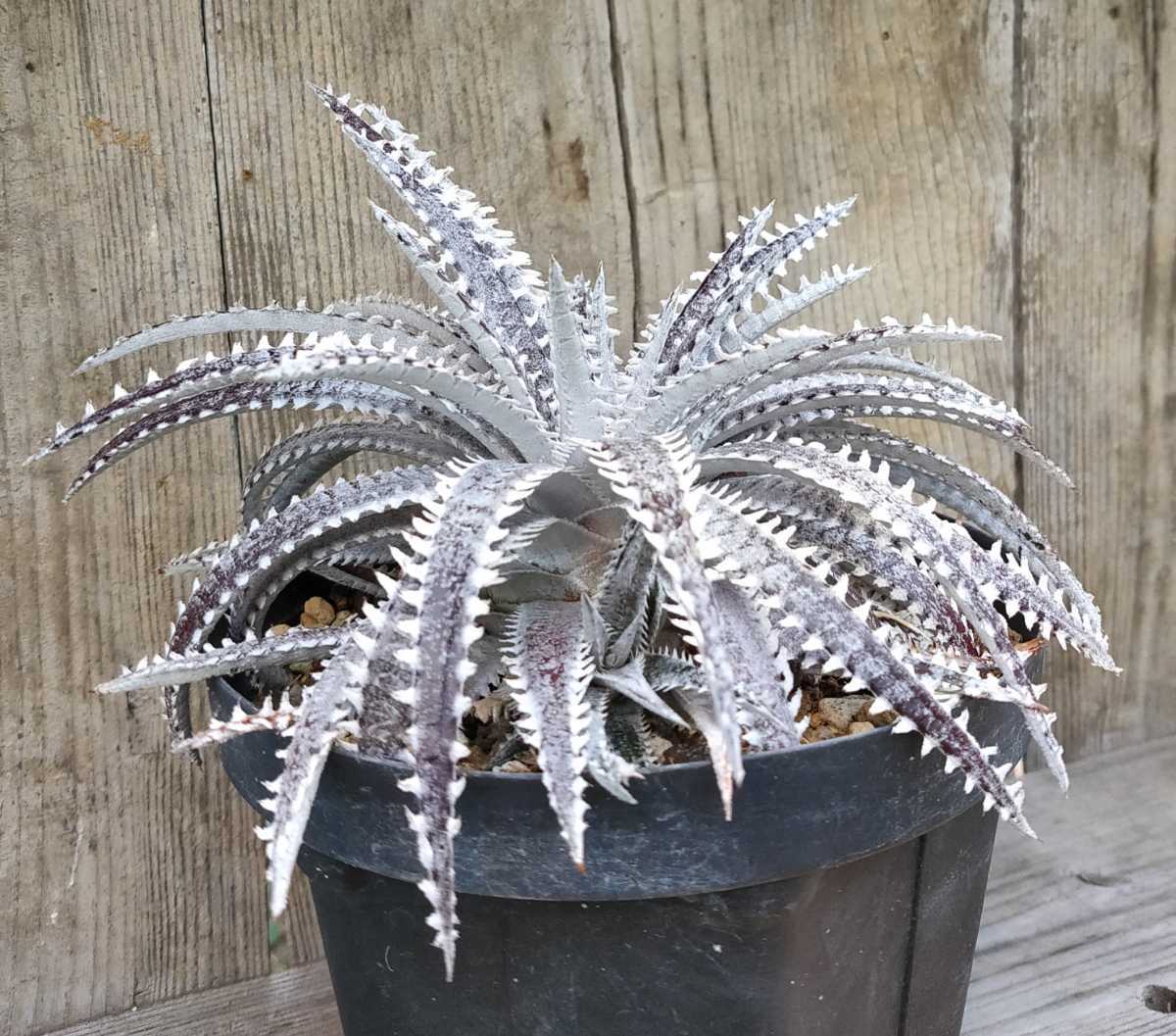 新品】ディッキア`ホワイトシャーク´ (Dyckia`White Shark´)の落札情報
