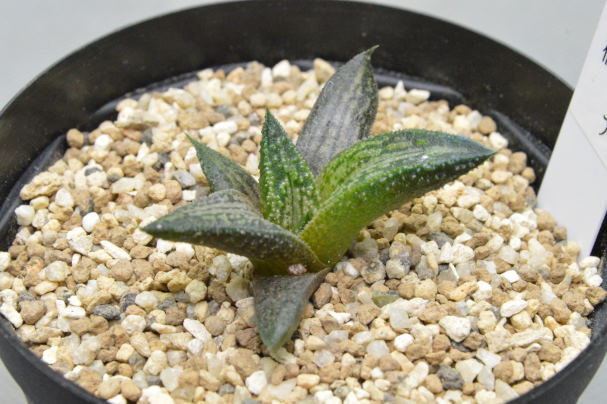 新品 100円スタート ハオルチア 錦帯橋 小苗 2 5号鉢サイズ の落札情報詳細 ヤフオク落札価格情報 オークフリー スマートフォン版 新品 100円スタート ハオルチア 錦帯橋 小苗 2 5号鉢サイズ の落札情報詳細 ヤフオク落札価格情報 オークフリー スマートフォン版