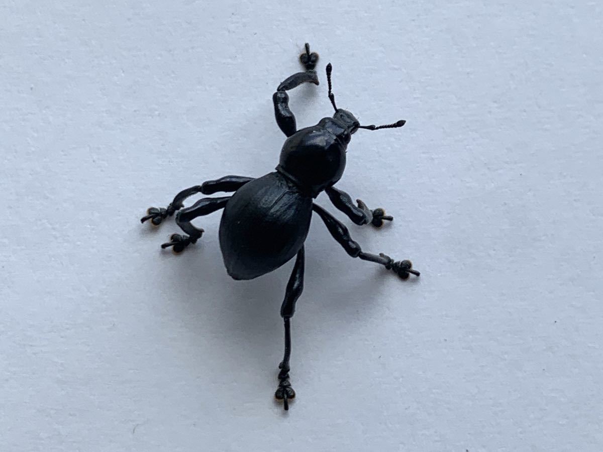 新品 ブリード新成虫 クロカタゾウムシ 1ペア クロカタ ゾウムシ の落札情報詳細 ヤフオク落札価格情報 オークフリー スマートフォン版