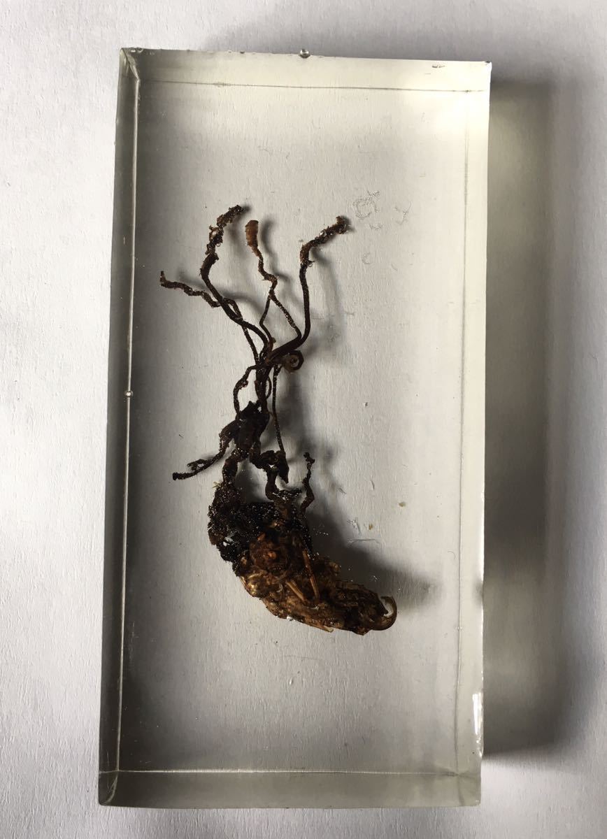冬虫夏草 樹脂封入標本！ ツクツクボウシタケ セミタケ セミ 昆虫 漢方