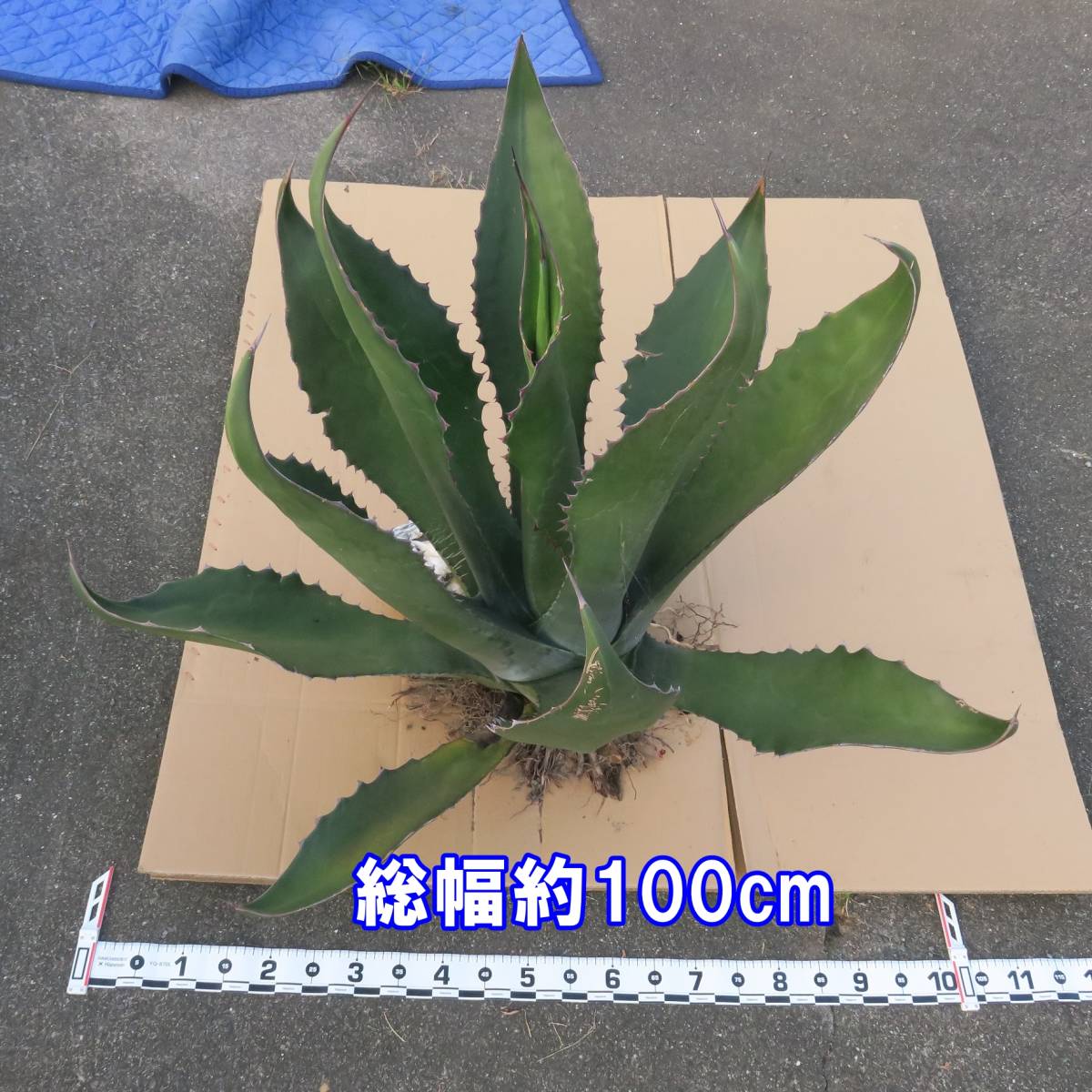 Off 観葉植物 アガベ サルミアナ クラッシスピナ 実生苗 ２ ５ ３号 １鉢 Riosmauricio Com