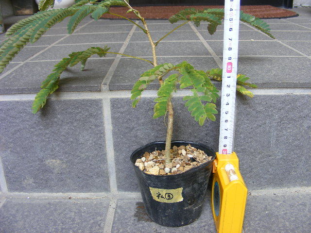 合歓 ネムノキ 苗 盆栽 庭木 の落札情報詳細 ヤフオク落札価格情報 オークフリー スマートフォン版