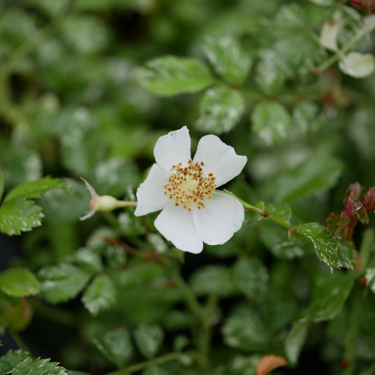 新品 野バラ プッチーニ 3個セット 斑入りノイバラ 野茨 盆栽苗 庭木 ガーデニング苗 山野草 の落札情報詳細 ヤフオク落札価格情報 オークフリー スマートフォン版