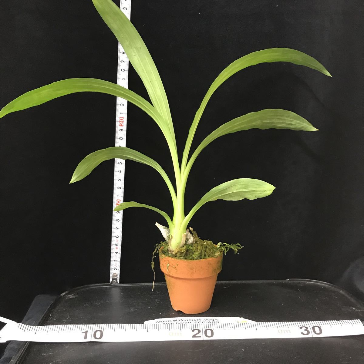 洋蘭 たけのこラン Monn Millennium Magic Witchcraft Fcc Aos 黒い花 の落札情報詳細 ヤフオク落札価格情報 オークフリー スマートフォン版