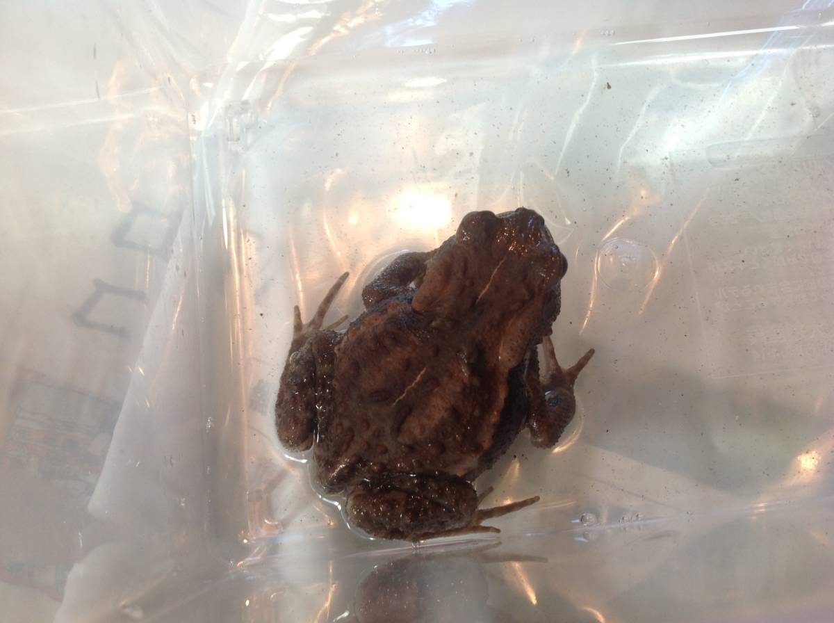 新品 ヒキガエル 子ども 6 7cm 採取しました かわいいです の落札情報詳細 ヤフオク落札価格情報 オークフリー スマートフォン版