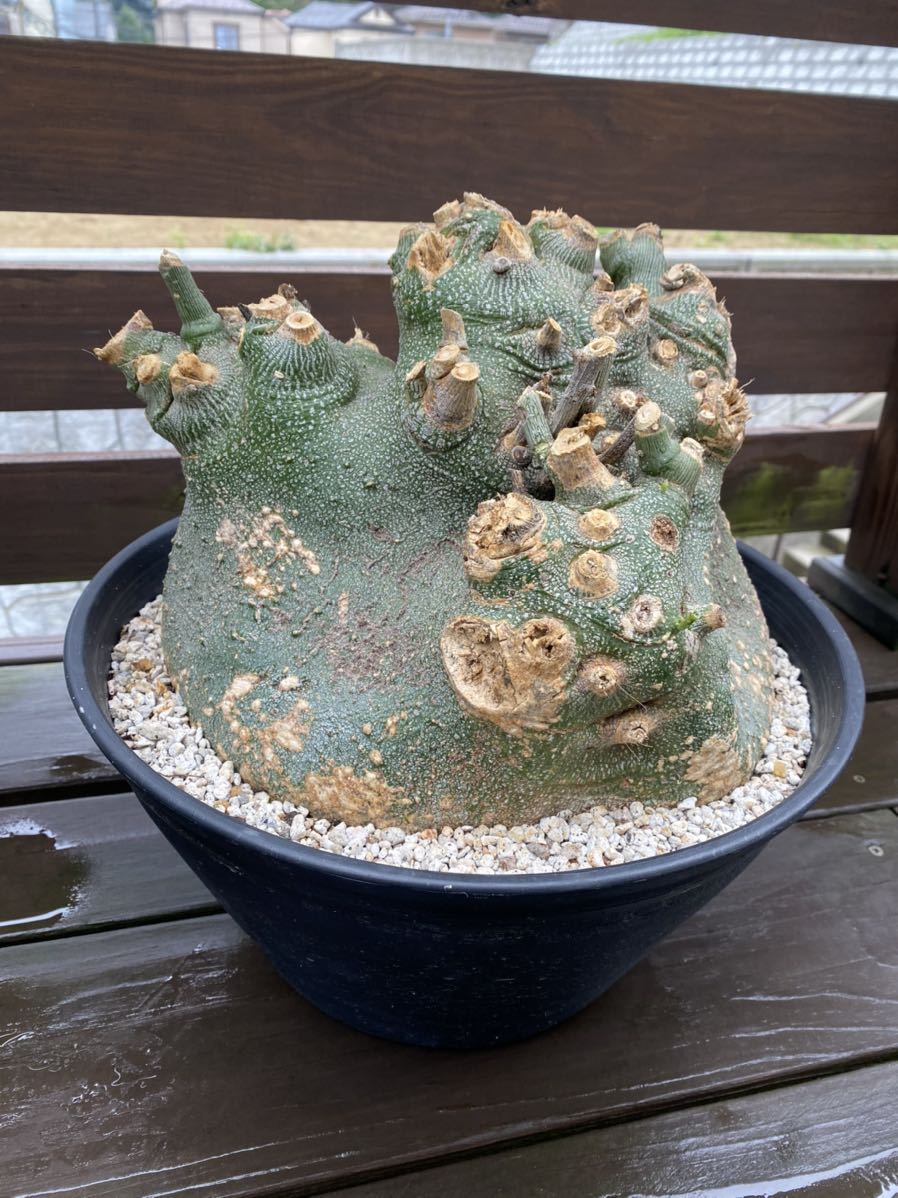 大株 アデニア プセウド グロボーサ 【公式通販】