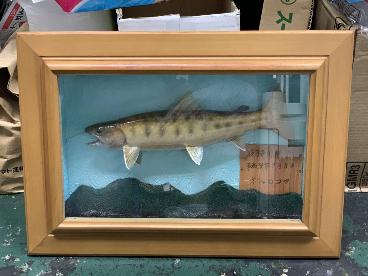 阿寒湖 オショロコマ 木彫り 壁掛け アウル 北海道 カラフトイワナ 阿寒湖 オショロコマ 木彫り 壁掛け アウル 北海道 カラフトイワナ
