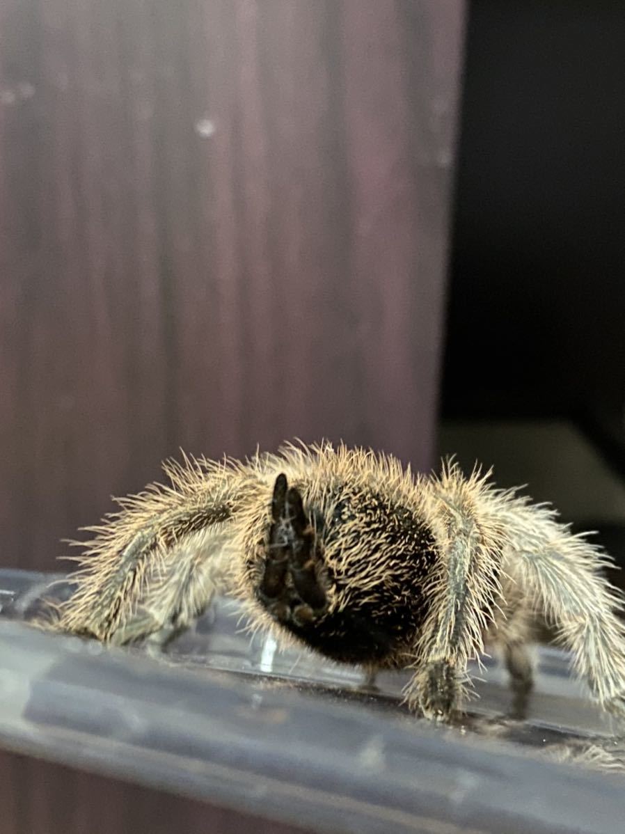 タランチュラ ローズヘアータランチュラ の落札情報詳細 ヤフオク落札価格情報 オークフリー スマートフォン版