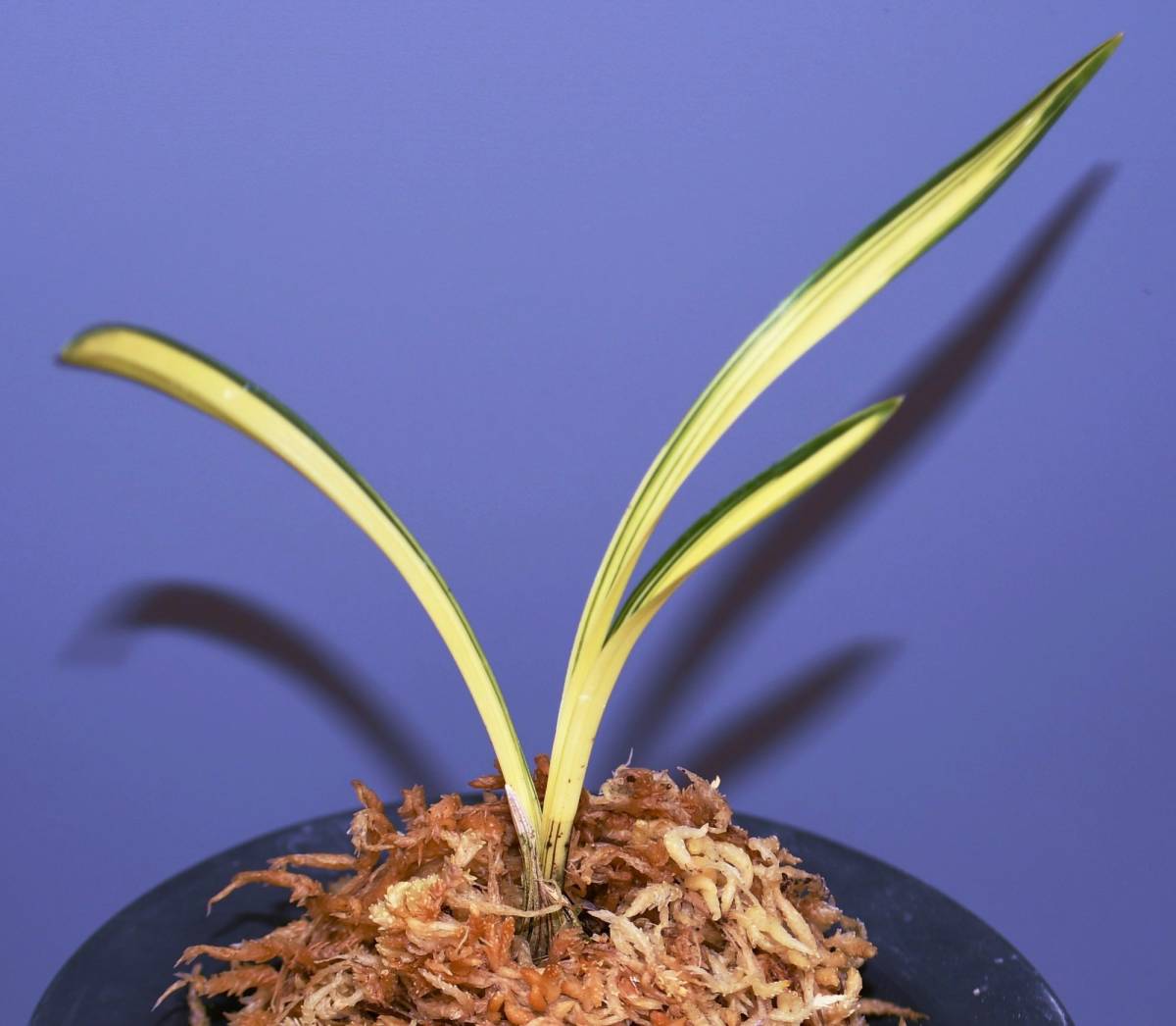 春蘭　韓国春蘭　栄光No.4 SALE 花彩＊韓国春蘭 『四天王』極小2本立 日本春蘭 中国春蘭 寒蘭 山野草