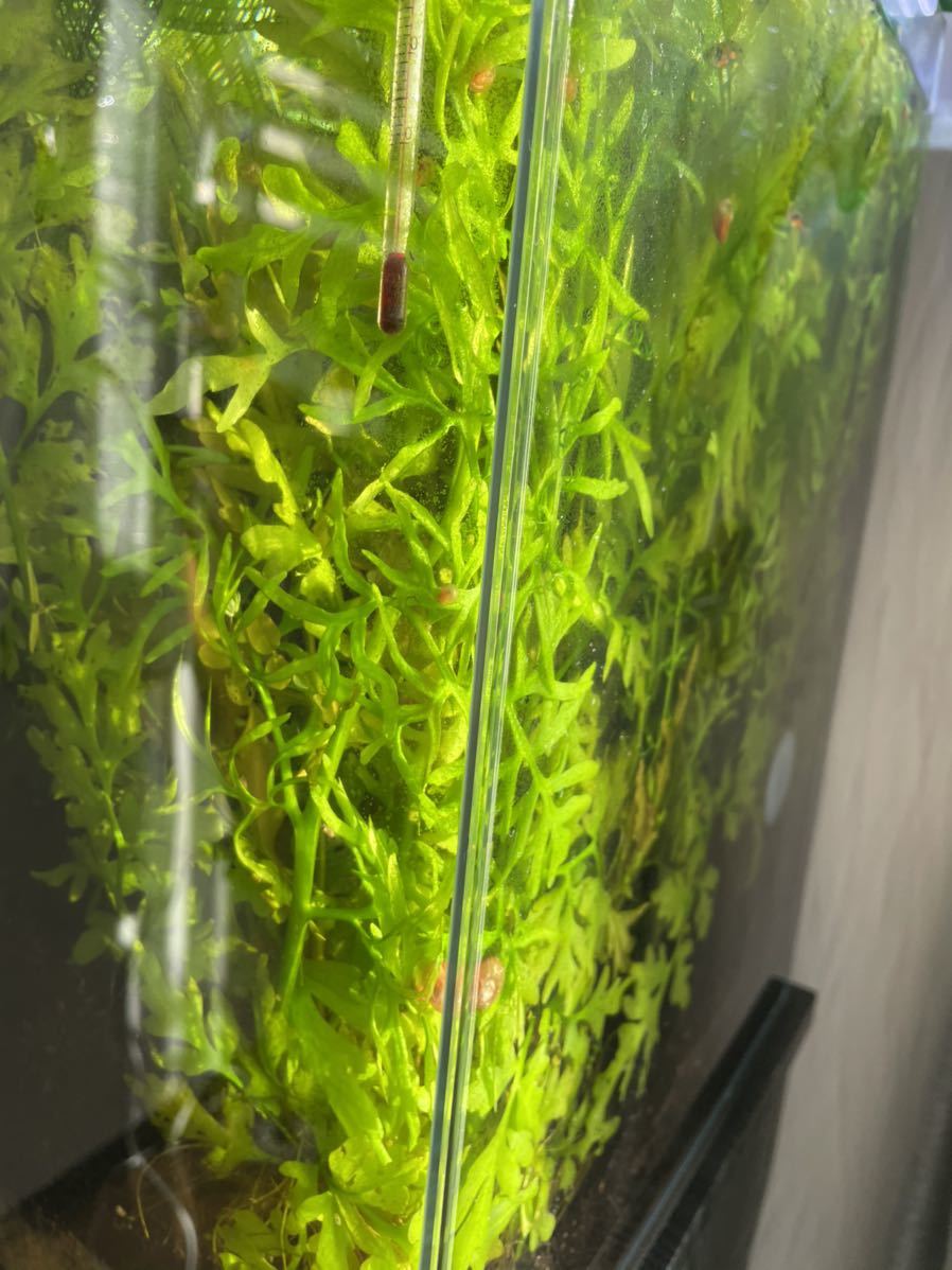 ウォータースプライト水中葉 超大株1株 の落札情報詳細 ヤフオク落札価格情報 オークフリー