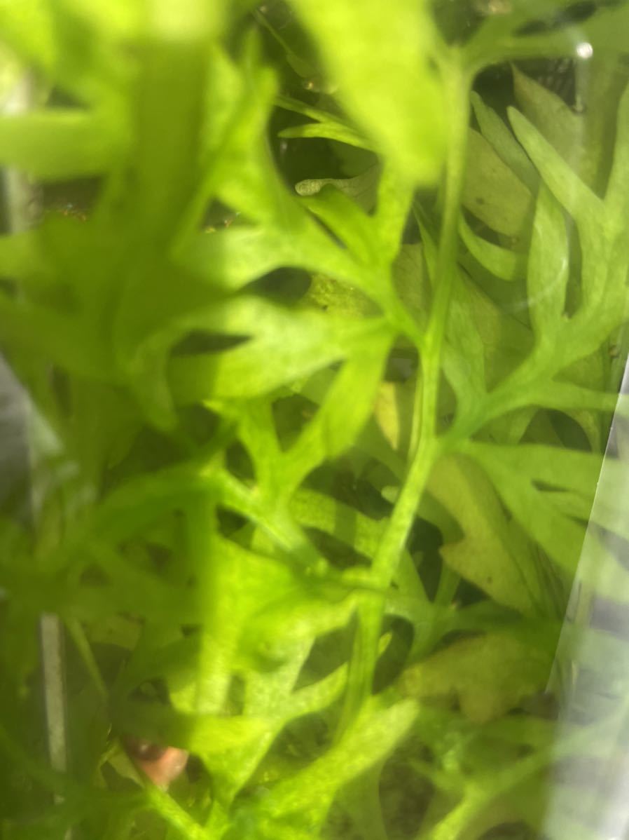 ウォータースプライト水中葉 超大株1株 の落札情報詳細 ヤフオク落札価格情報 オークフリー