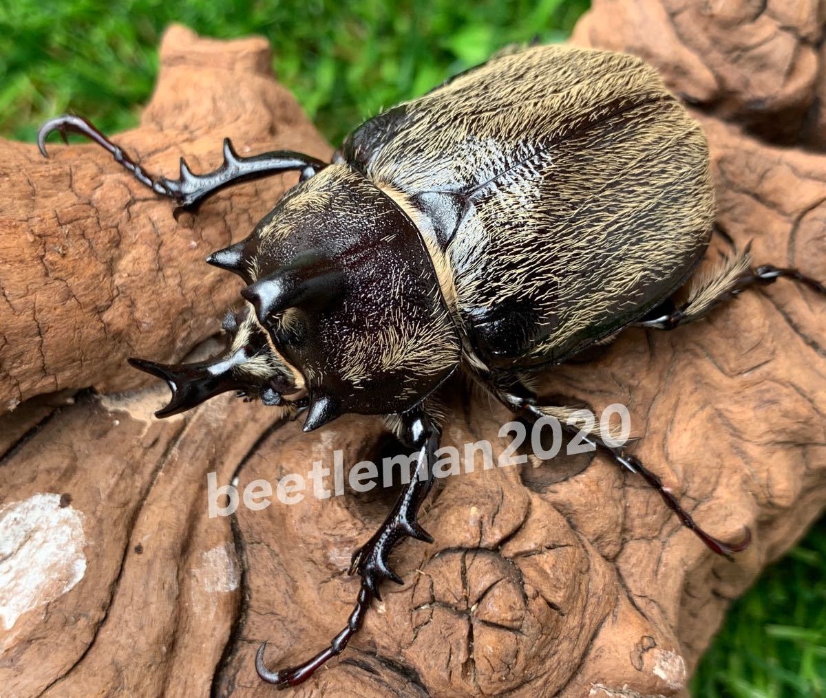 微毛で覆われた美種 【ヨルゲンセンヒメゾウカブト（原名亜種）】