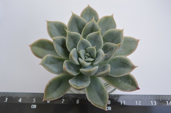 多肉植物 エケベリア アルフレッドムーンフェアリー カット苗 の落札情報詳細 ヤフオク落札価格情報 オークフリー スマートフォン版