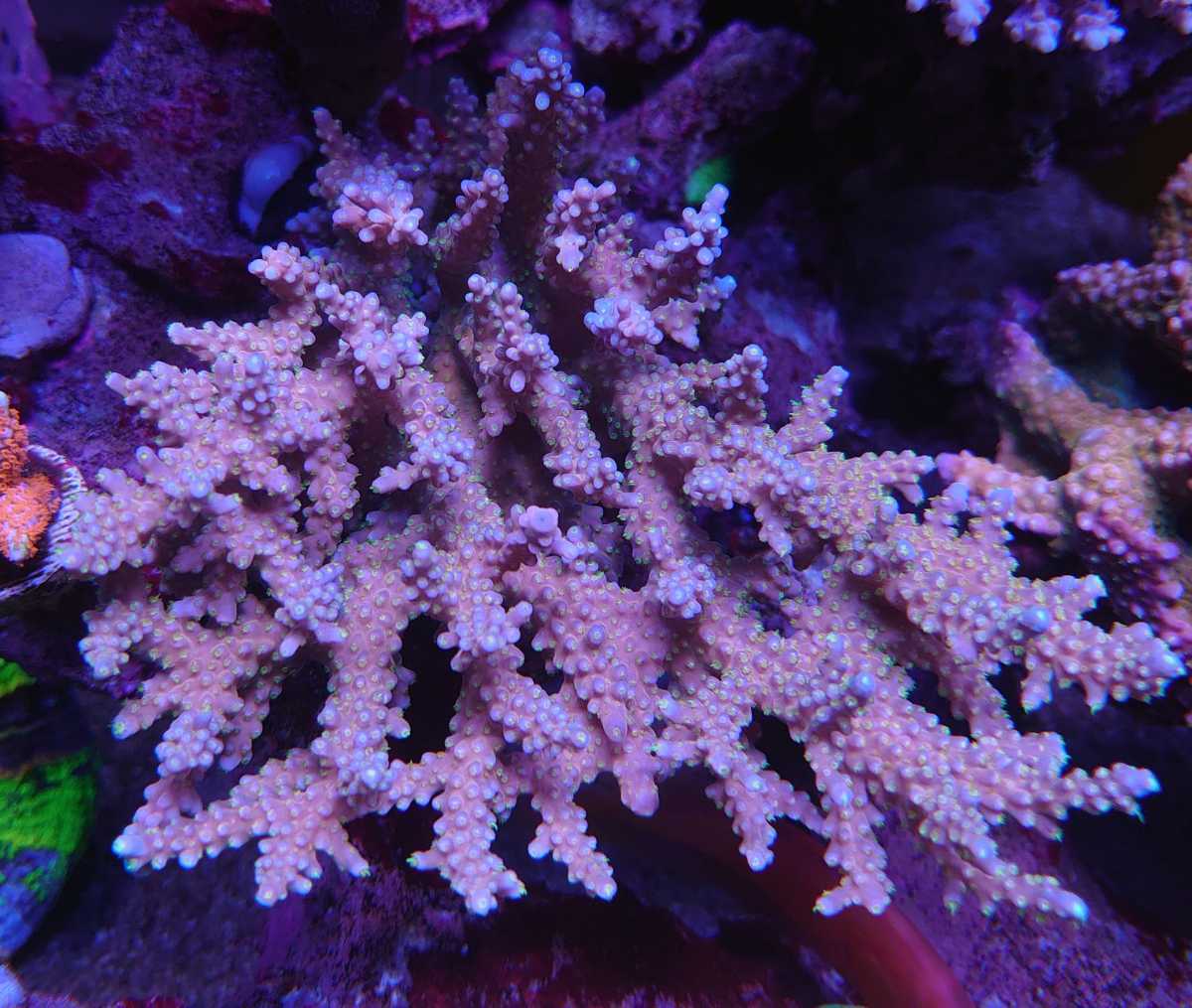 ミドリイシ ファイヤーワークス