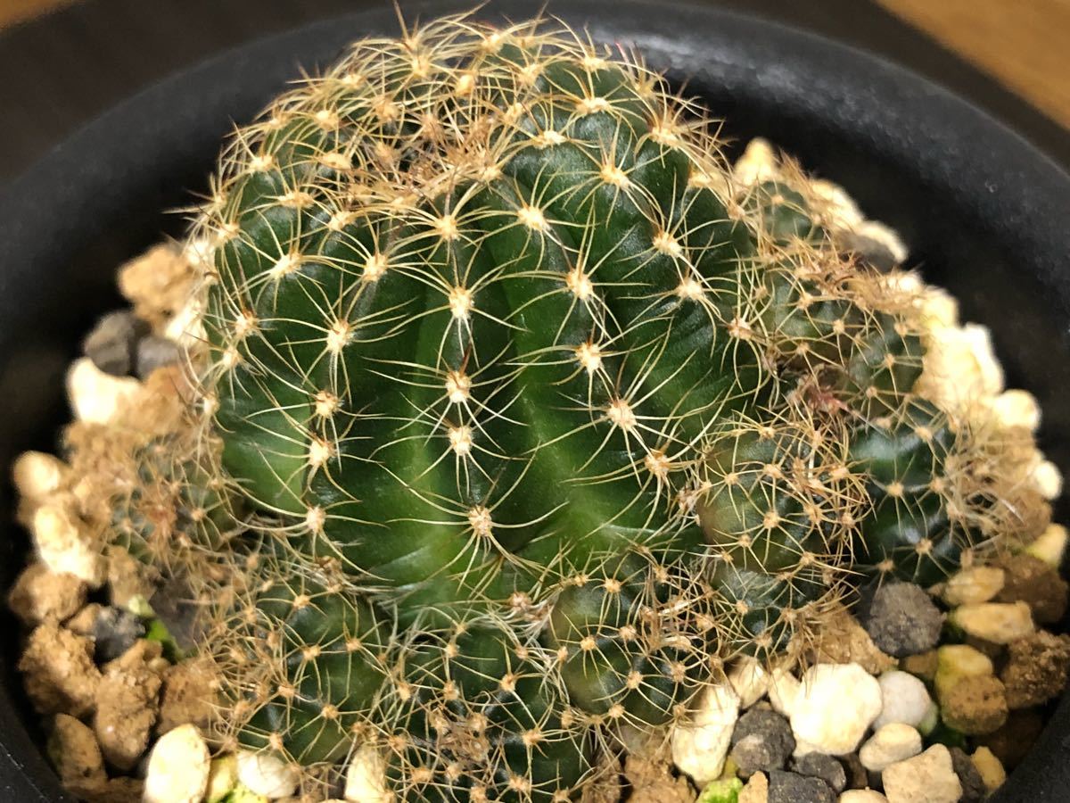 サボテン ロビビア アラクナカンサ かきこ 群生 多肉植物 の落札情報