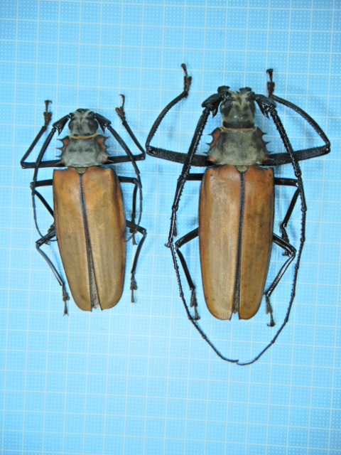 ペルー産 オオキバウスバカミキリ 153mm ペルー産 オオキバウスバ