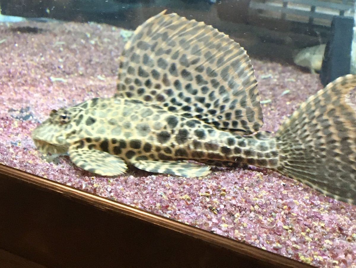 セルフィンプレコ 引き取り限定 福岡 の落札情報詳細 ヤフオク落札価格情報 オークフリー スマートフォン版