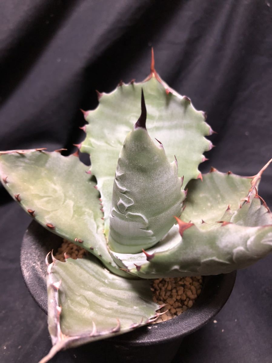 アガベ コロラータ 白岳殿 W26㎝ 耐寒性あり