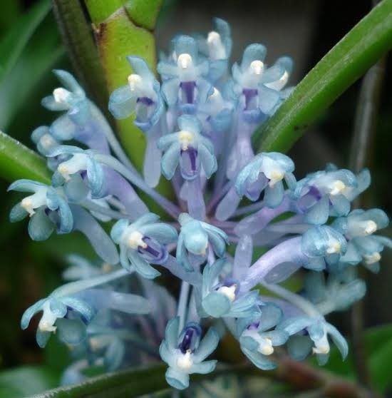 国内入手困難個体‼️不可思議極斑‼️&気まぐれ奇形の葉‼️オーシャンミント❣️ MOTOR NUCLEAR BLAZING STARS(ブレージングスターズ)MNP-CR01 幻