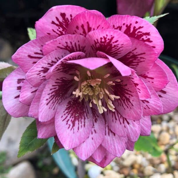 クリスマスローズピンクブロッチdd セルフ交配19年発芽苗 の落札情報詳細 ヤフオク落札価格情報 オークフリー スマートフォン版