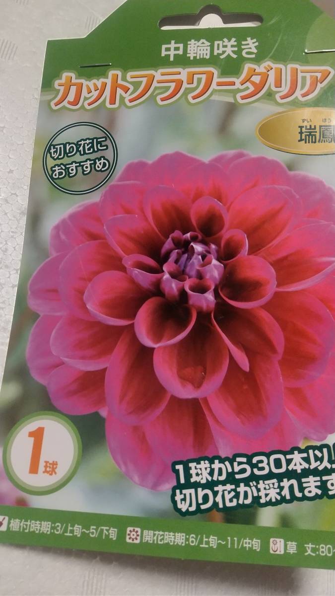 新品 発芽 瑞鳳 ダリアの大球球根 写真現物 の落札情報詳細 ヤフオク落札価格情報 オークフリー スマートフォン版