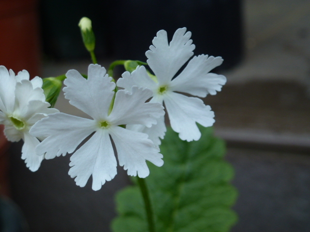 新品 日本桜草 サクラソウ さくら草 雪月花 ４芽 の落札情報詳細 ヤフオク落札価格情報 オークフリー スマートフォン版