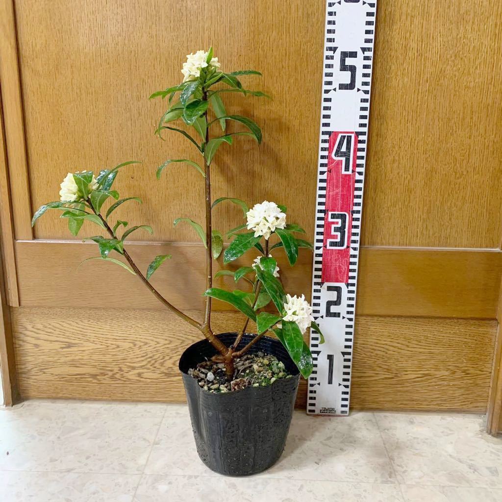新品 ジンチョウゲ 沈丁花 樹高 約55cm 白花 庭木 苗木 08 の落札情報詳細 ヤフオク落札価格情報 オークフリー スマートフォン版