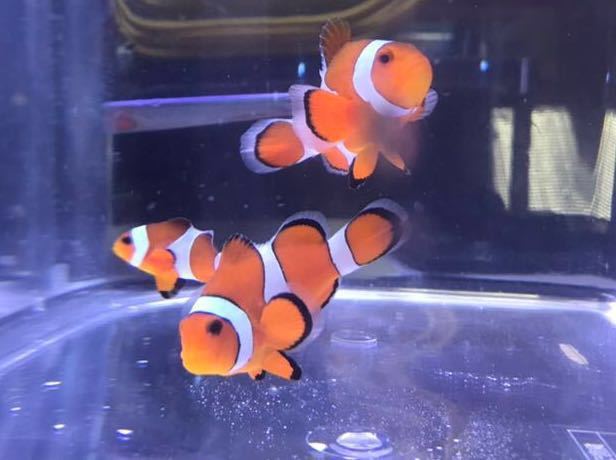 カクレクマノミ 約7cm 約6cm 約3 5cm 3匹セット クマノミ ニモ 色が鮮やかで綺麗です の落札情報詳細 ヤフオク落札価格情報 オークフリー スマートフォン版