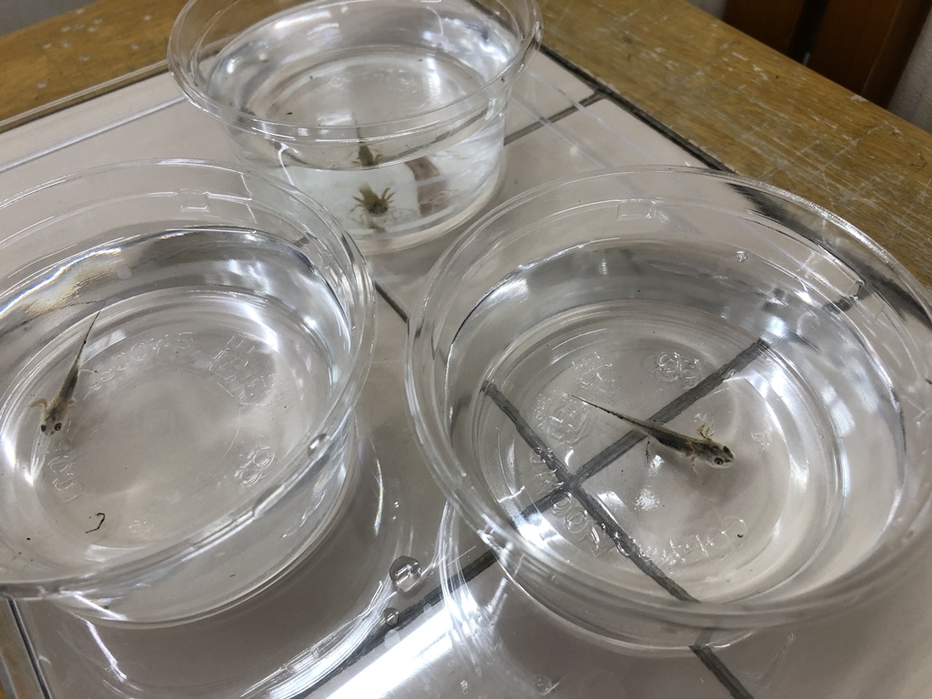 新品 ダニューブクシイモリ幼生 21年繁殖個体３匹 冷凍アカムシが食べられるサイズです の落札情報詳細 ヤフオク落札価格情報 オークフリー スマートフォン版