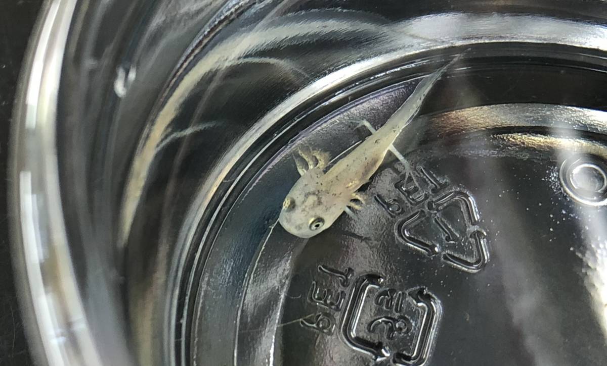 新品 ダニューブクシイモリ幼生 21年繁殖個体３匹 冷凍アカムシが食べられるサイズです の落札情報詳細 ヤフオク落札価格情報 オークフリー スマートフォン版